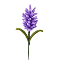 LAVANDA