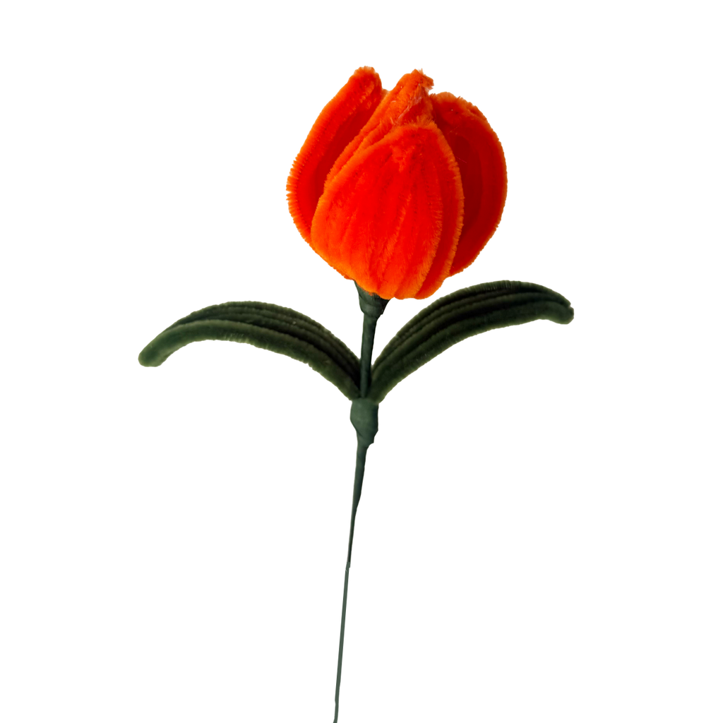 TULIPAN