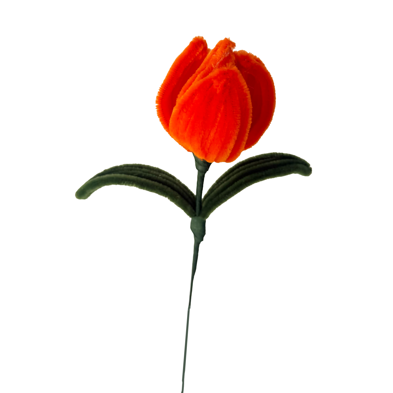 TULIPAN