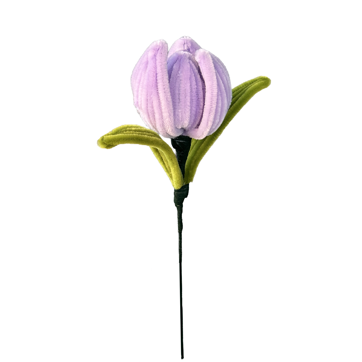 TULIPAN