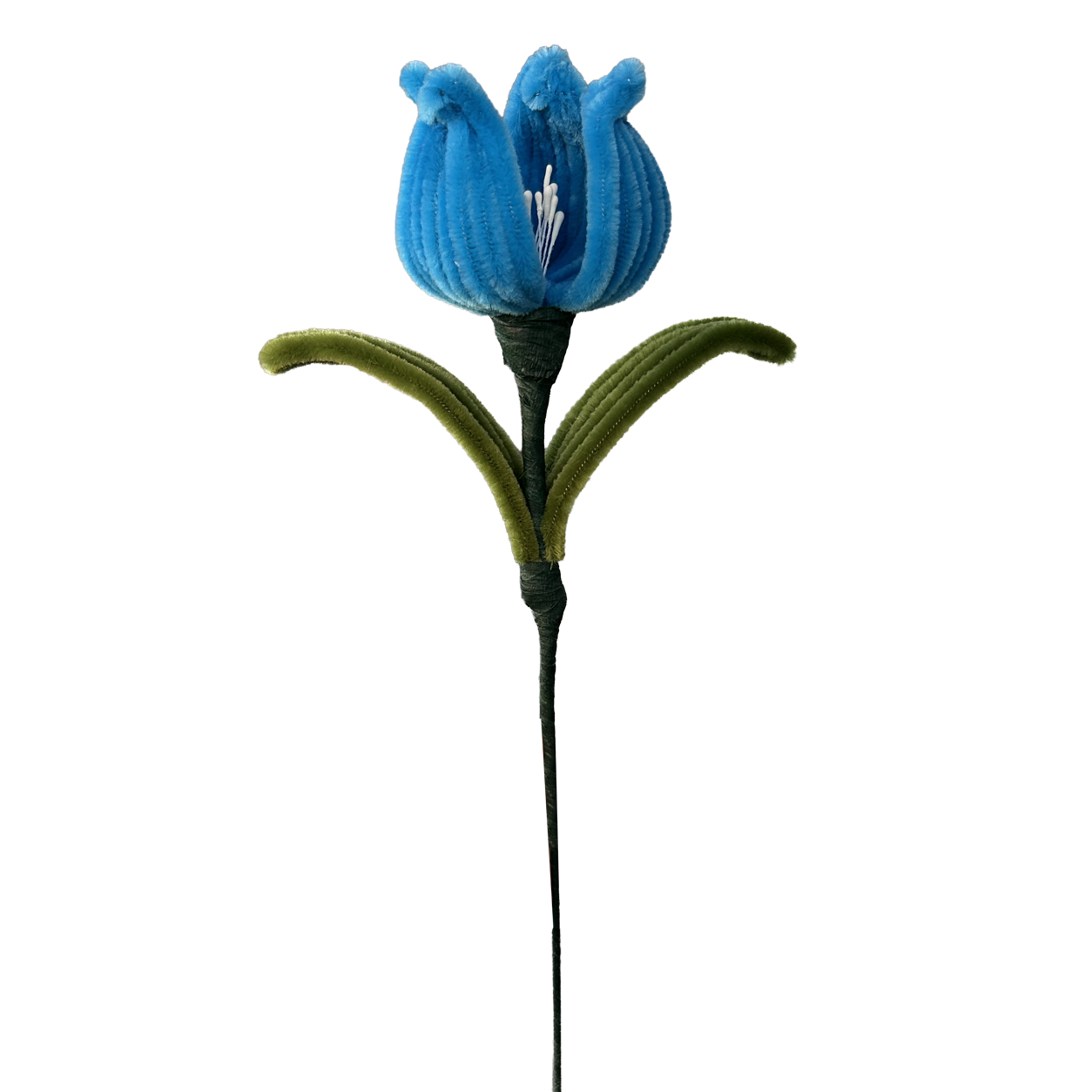 TULIPAN ABIERTO